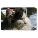 Recherche de cosmo magnets Noir