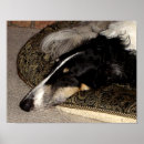 Recherche de chien de loup posters Russe