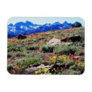 Recherche de fleur alpine magnets Superstock