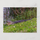 Recherche de alligators photographie Floride