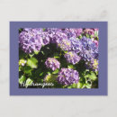 Recherche de hortensias cartes postales Plante