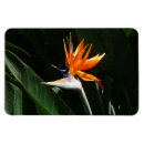 Recherche de paradis magnets Fleur