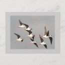 Recherche de aigle noir cartes postales Oiseaux