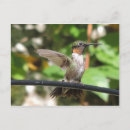 Zoek naar kalkoenen briefkaarten Fotografie
