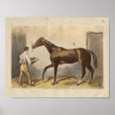 Zoek naar paardenfoto posters Equine