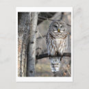 Zoek naar owl briefkaarten Foto