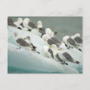 Recherche de svalbard cartes postales Faune