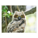 Recherche de oiseau proie art Oiseaux de proie