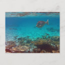 Zoek naar snorkelen briefkaarten Oceaan