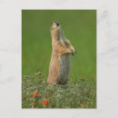 Recherche de gordon cartes postales Animal