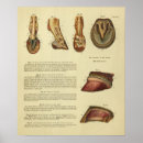 Recherche de anatomie pied posters Anatomique