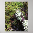 Recherche de salamander posters Amphibien