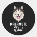 Recherche de alaskan malamute autocollants Chien