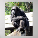 Zoek naar chimpansee posters Foto