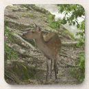 Recherche de cerfs communs dessous de verres Nature