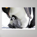 Recherche de pingouin bébé posters Animal