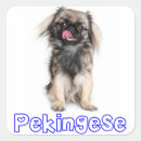 Zoek naar pekinees posters Honden