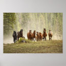Recherche de lorie posters Animal
