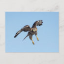Recherche de rousse cartes postales Nature