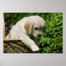 Recherche de chiot golden retriever posters Chiots