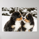 Recherche de activité posters Animal