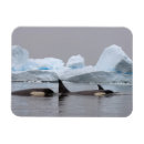 Recherche de orques magnets Baleine