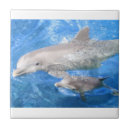 Recherche de dauphins carreaux Océan