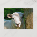 Recherche de petit agneau cartes visite Animaux