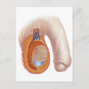 Recherche de testicules cartes postales Système génito urinaire