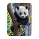 Recherche de chengdu magnets Ours