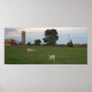 Zoek naar kalf posters Dieren