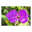 Recherche de beau pourpre art Botanique