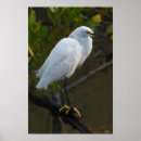 Recherche de héron de milou Oiseaux