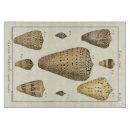 Recherche de coquille planches à découper Diderot de denis