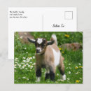 Zoek naar boerderij dieren briefkaarten Ranch