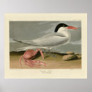 Recherche de cayenne posters Illustration