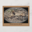 Recherche de drôle animal cartes postales Animaux