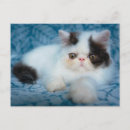 Recherche de animaux noir et blanc cartes postales Chat