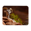 Recherche de mouflon magnets États unis