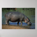 Recherche de hippopotames posters Animal
