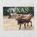 Recherche de longhorn du texas cartes postales Travel