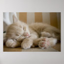 Zoek naar babydieren posters Cat
