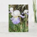 Zoek naar witte iris posters Baardiris
