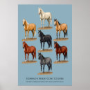 Zoek naar knipsel posters Paarden
