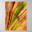 Recherche de gecko posters Reptile