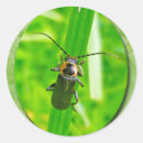 Zoek naar gevreesd stickers Insect