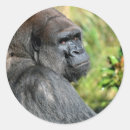 Recherche de gorilla autocollants Zoo