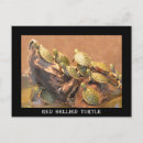 Zoek naar rode schildpad posters Reptiel