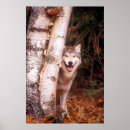 Zoek naar grijze wolf posters Carnivore