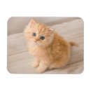 Recherche de kitten magnete Chat